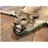 Image 4 : Montana Taxidermy Mountain Lion Rug