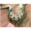 Image 5 : Montana Taxidermy Mountain Lion Rug