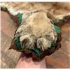 Image 6 : Montana Taxidermy Mountain Lion Rug