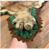 Image 7 : Montana Taxidermy Mountain Lion Rug