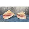 Image 3 : Pink Conch Seashells