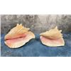 Image 4 : Pink Conch Seashells