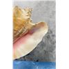 Image 5 : Pink Conch Seashells