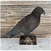 Image 2 : Montana Welded Steel Crow Sculpture