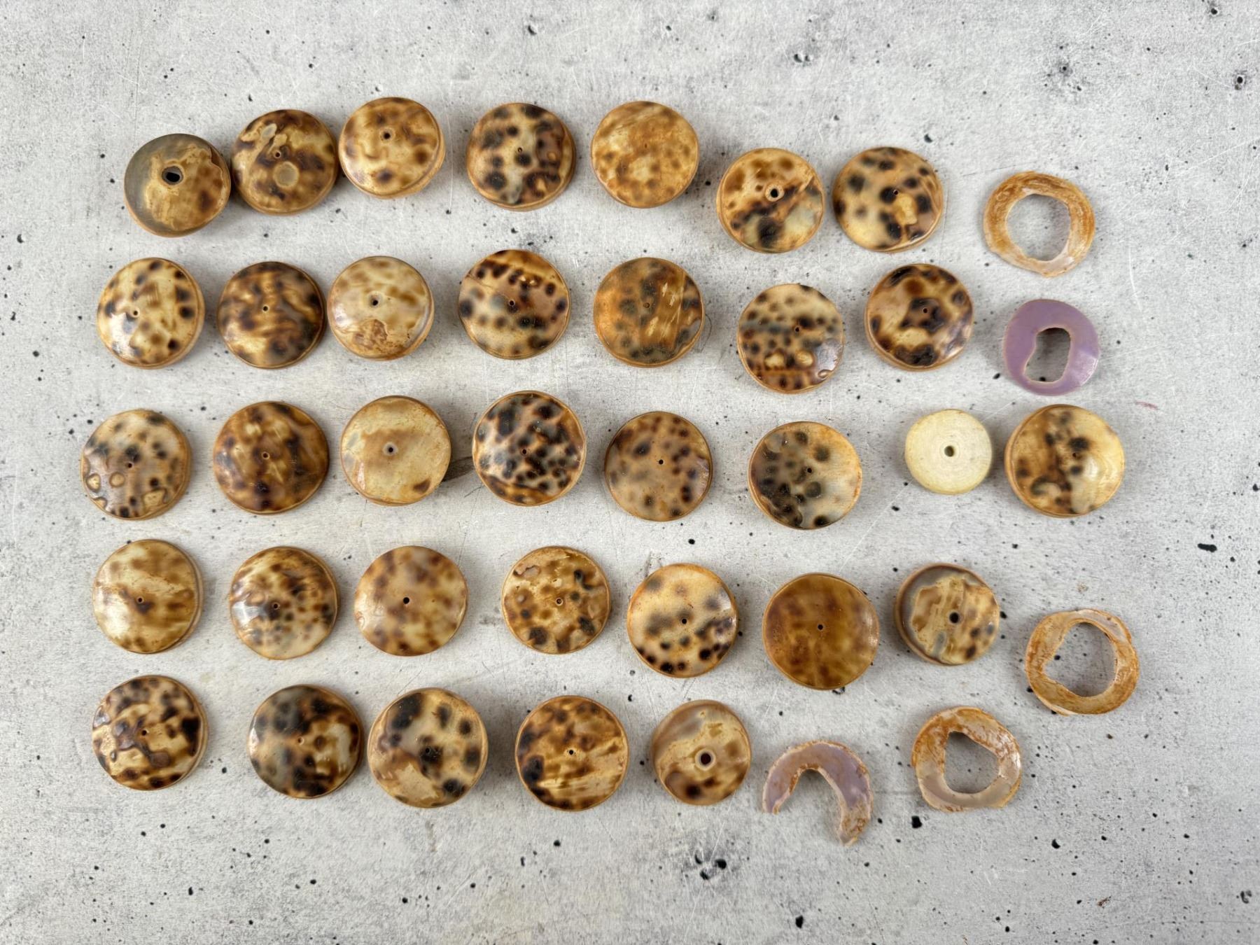 Native American Indian Trade Cowrie Shell Buttons