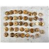 Image 1 : Native American Indian Trade Cowrie Shell Buttons