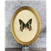 Image 1 : Urania ripheus Sunset Moth In Frame Entomology