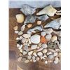 Image 2 : Collection of Seashells