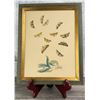 Image 1 : Antique Butterfly Lifecycle Lithograph