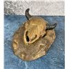 Image 1 : Chalkware Buffalo Skull Pen Holder