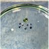 Image 1 : .8ct Total Weight Tourmaline Gemstones