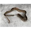 Image 1 : WWI WW1 Springfield 1903 1917 Enfield Sling