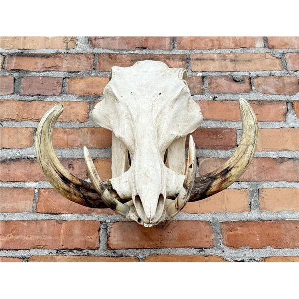 Huge African Warthog Taxidermy Skull