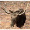 Image 2 : Montana Taxidermy Moose Mount