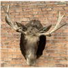 Image 3 : Montana Taxidermy Moose Mount