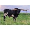 Image 1 : Five Straws of Heifer Sexed Semen of FIFTY SHADES DARKER