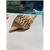 Image 1 : Shell