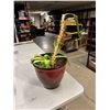 Image 1 : Plant