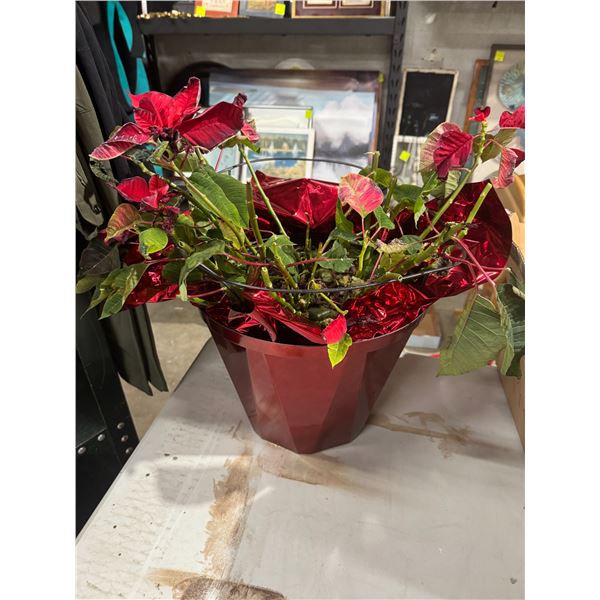 Poinsettia