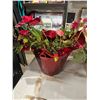 Image 1 : Poinsettia