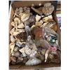 Image 1 : Shells