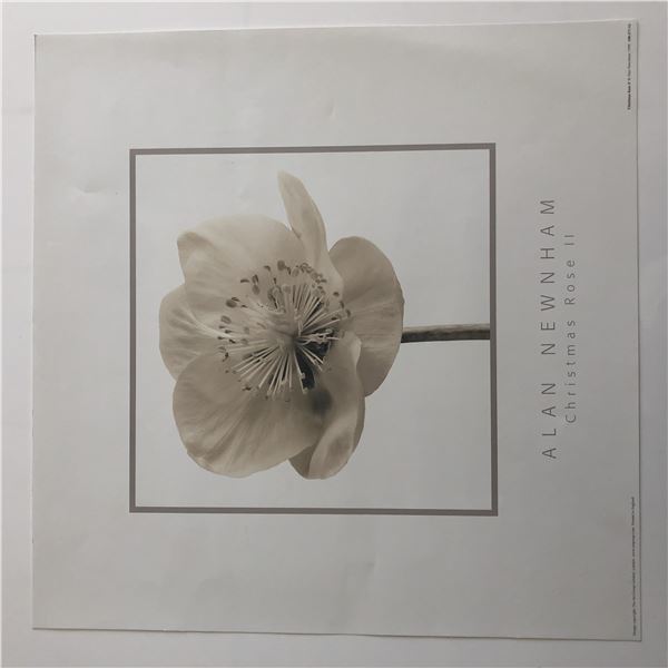 Alan Newnham - Christmas Rose II - Art Print - 1999