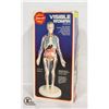 Image 1 : WOMAN ANATOMY MODEL KIT