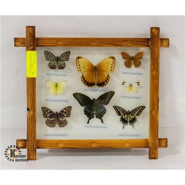 FRAMED 8 REAL BUTTERFLIES