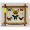 Image 1 : FRAMED 8 REAL BUTTERFLIES