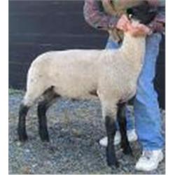 Auville Suffolks & Club Lambs