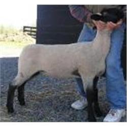 Auville Suffolks & Club Lambs