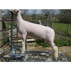 McQuinley Club Lambs