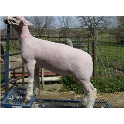 McQuinley Club Lambs