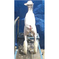 McQuinley Club Lambs