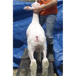 McQuinley Club Lambs