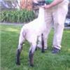 Image 1 : TBM Club Lambs