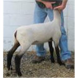 Virginia Tech Sheep Center