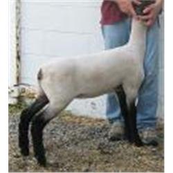 Virginia Tech Sheep Center