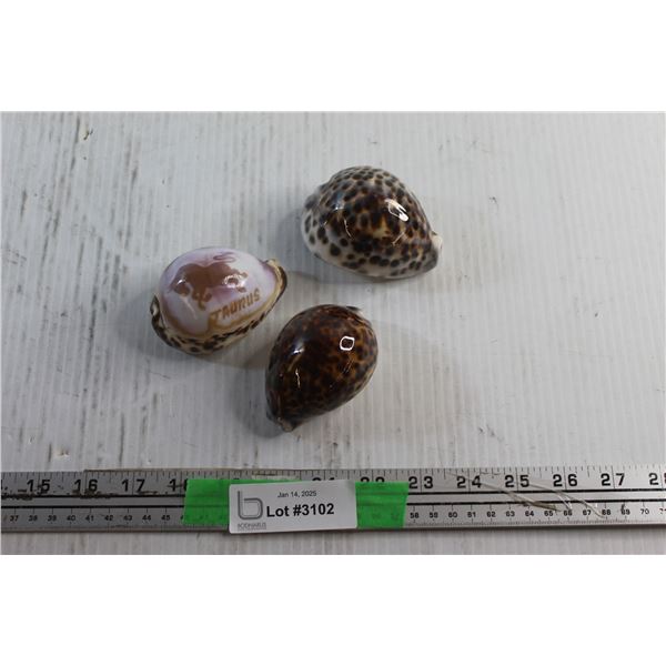 (3) Decorative Sea Shells
