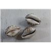 Image 3 : (3) Decorative Sea Shells