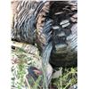 Image 2 : Utah Bearded Turkey, Northern Area – Conservation Permit, Multi-season
