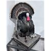 Image 3 : Utah Bearded Turkey, Northern Area – Conservation Permit, Multi-season