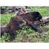 Image 1 : Utah Black Bear Chalk Creek/East Canyon/Morgan-South Rich- Multi Season Conservation Tag