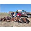 Image 3 : Texas Hog Hunt
