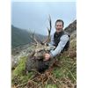 Image 6 : Ireland Sika Deer Hunt 2 deer 4 Day