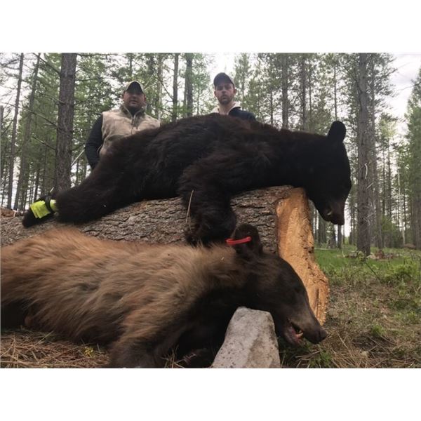 Montana Spring Black Bear Hunt 5 Day
