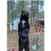 Image 4 : Montana Spring Black Bear Hunt 5 Day