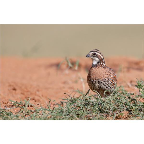 3-day Texas Quail hunt for 2 hunters