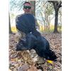 Image 6 : 6-day Ocellated Turkey for 2 hunters 1 observer