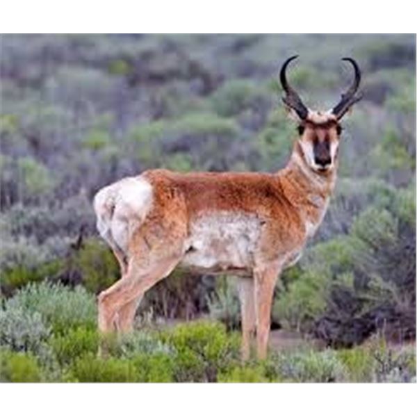 -Utah Conservation Pronghorn Permit-